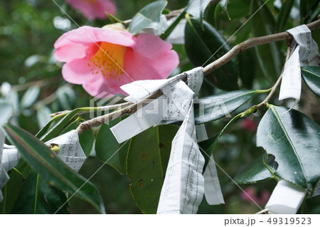 【四国八十八ヶ所】第二十七番　神峯寺　ツバキに結んだおみくじで春に祈る1　高知県安芸郡安田町 49319523