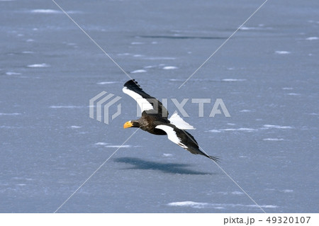 流氷の上を飛ぶオオワシ 49320107