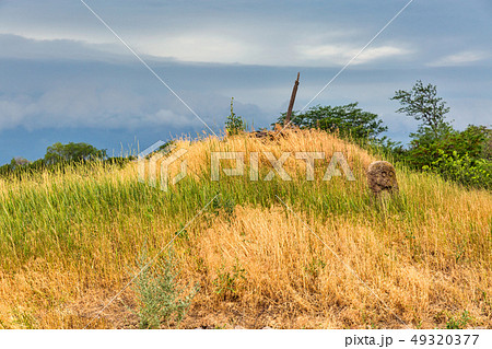 Ancient stone idol of Khortytsia island, Ukraine Ancient stone idol of Khortytsia island, Ukraine 49320377