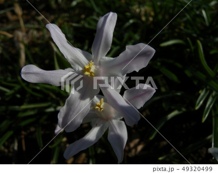 チオノドクサ 49320499