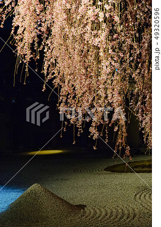 高台寺のライトアップ（京都） 49320596