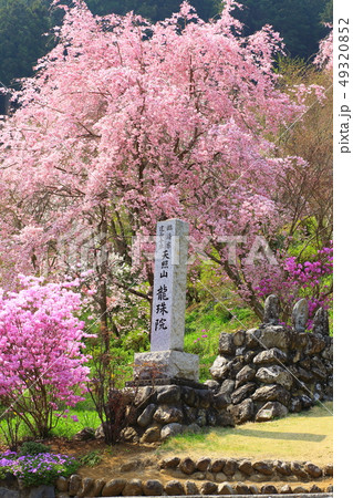 あきる野市 龍珠院の桜 あきる野市 龍珠院の桜 49320852