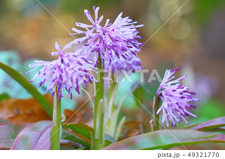 ショウジョウバカマ 49321770