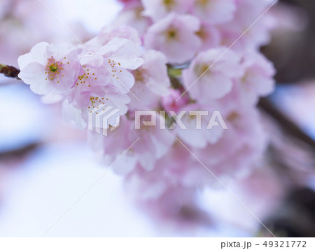 さくら・アップ 49321772