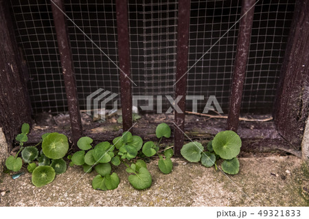 Plants growing from the stone of a basement window of a building in the old town of Caceres. 49321833