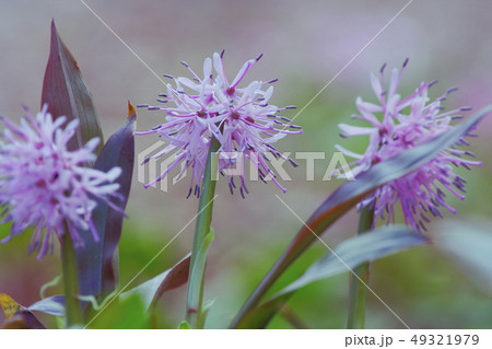 ショウジョウバカマ ショウジョウバカマ 49321979