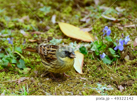 ベランダで楽しむバードウオッチング ベランダで楽しむバードウオッチング 49322142