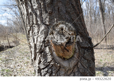 Trees flowers plants shrubs leafless open natural 49322620