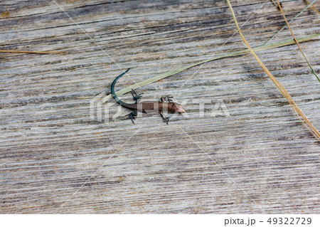 purple brown lizard on a wooden path in Zyuratkul eco park, Ural, Russia 49322729