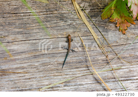 purple brown lizard on a wooden path in Zyuratkul eco park, Ural, Russia purple brown lizard on a wooden path in Zyuratkul eco park, Ural, Russia 49322730