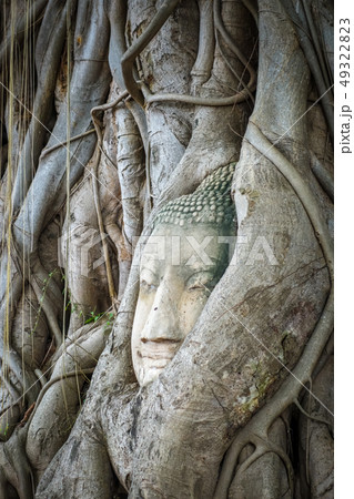 Buddha Head in Tree Roots, Wat Mahathat, 49322823