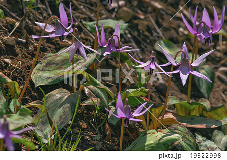 野山北公園のかたくりの花 49322998