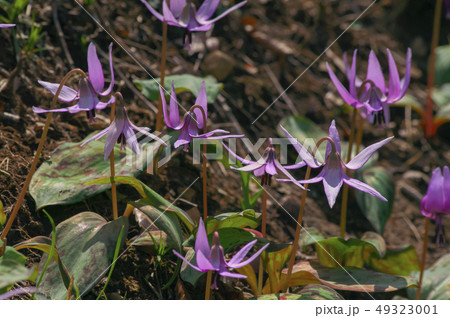 野山北公園のかたくりの花 野山北公園のかたくりの花 49323001