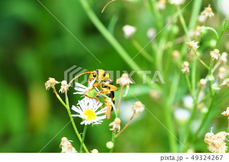 ヨツスジトラカミキリとヒメジオンの花 49324267