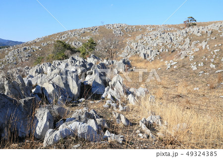 山口県　秋吉台　初春　長者ヶ森～地獄台付近 49324385
