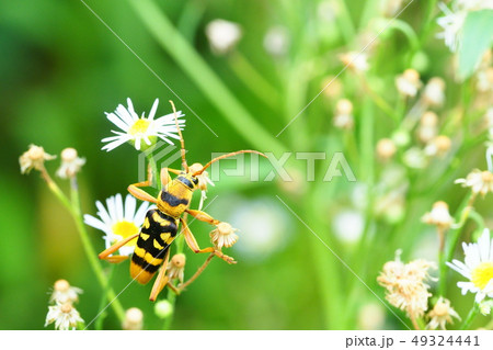 ヨツスジトラカミキリとヒメジオンの花 49324441