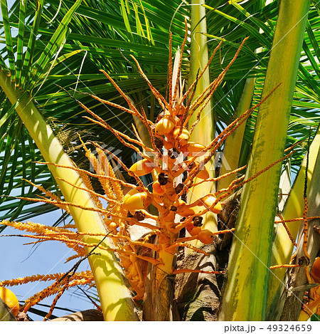 Coconuts on a background of palm leaf. Coconuts on a background of palm leaf. 49324659