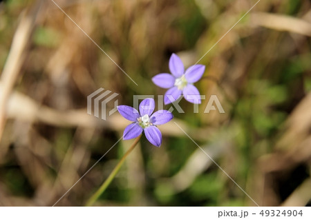 ヒナギキョウ ヒナギキョウ 49324904