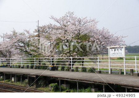 桜とプラットホーム 49324905