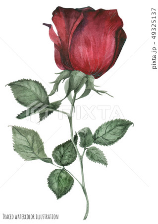 Red garden smoked rose Red garden smoked rose 49325137