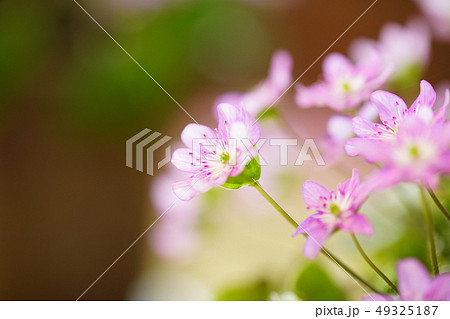 雪割草 雪割草 49325187