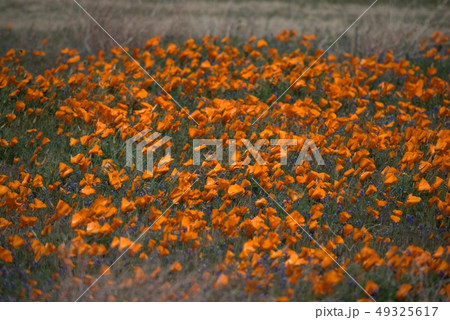 カリフォルニアのポピー満開の風景 カリフォルニアのポピー満開の風景 49325617