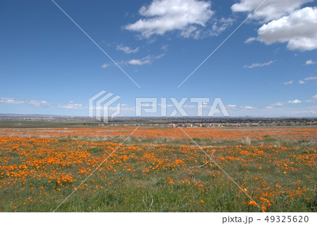 カリフォルニアのポピー満開の風景 49325620