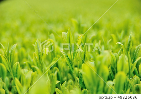 1番茶葉 新芽 1番茶葉 新芽 49326036