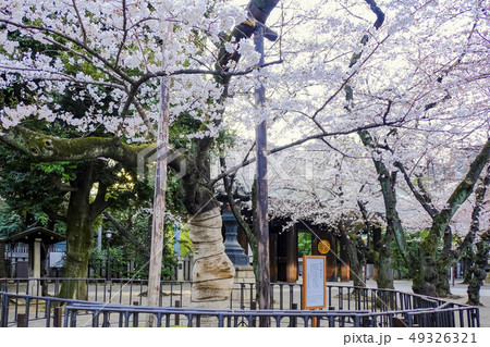 東京の桜の標準木 49326321