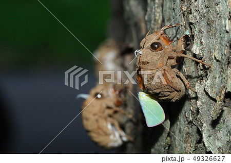 ニイニイゼミの抜け殻とアオバハゴロモ ニイニイゼミの抜け殻とアオバハゴロモ 49326627