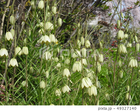 春に咲くユリ科の花「バイモユリ」 春に咲くユリ科の花「バイモユリ」 49327140