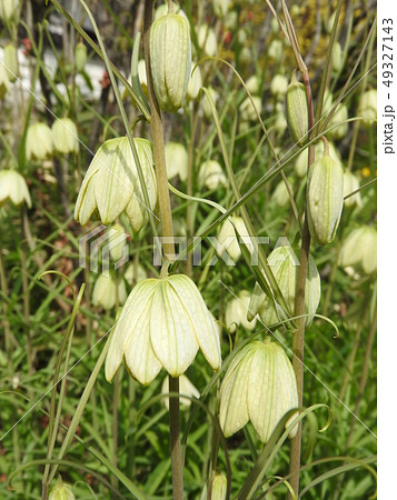 春に咲くユリ科の花「バイモユリ」 春に咲くユリ科の花「バイモユリ」 49327143