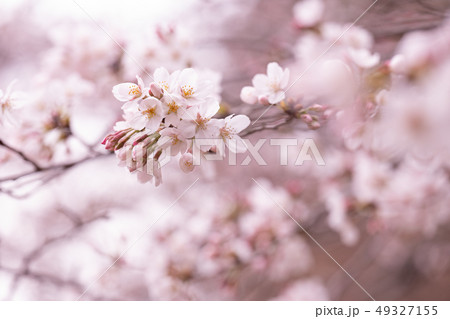 春の風物詩 桜 ソメイヨシノ 春の風物詩 桜 ソメイヨシノ 49327155