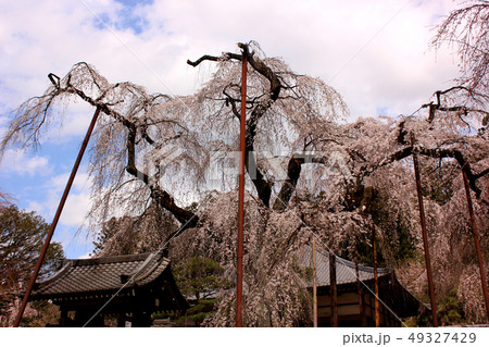 春の青空と清雲寺のシダレザクラ(5) 49327429