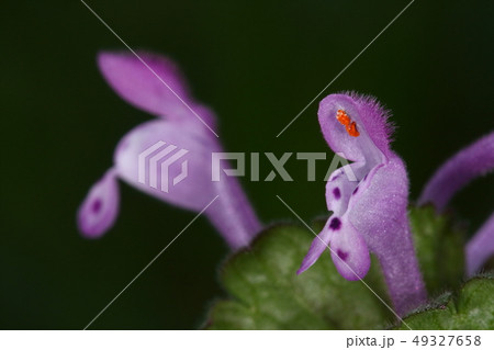 自然 植物 ホトケノザ 花です 細長い筒を持つ唇形状 オレンジ色は雄しべの葯ですの写真素材