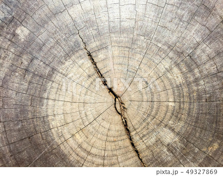 Old wood texture natural pattern. 49327869