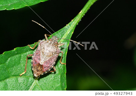 クサギカメムシ 49327943