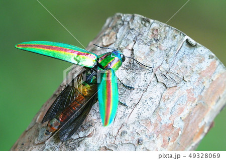 ヤマトタマムシ 49328069