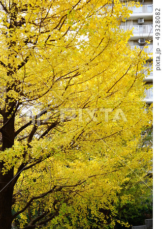 いちょう　紅葉　半分　全面　マンション　対比　銀杏 49328082