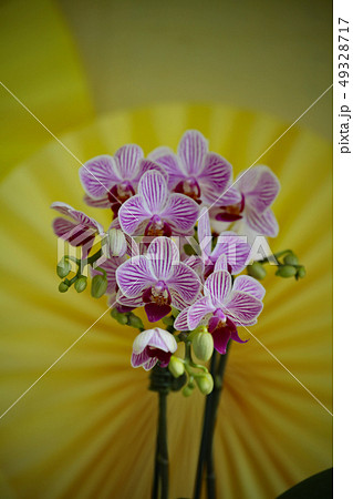 ランの花 ランの花 49328717