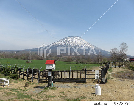 ダチョウ牧場 越しに見える 羊蹄山（北海道） 49328956