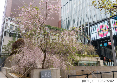 銀座ソニーパークの桜 銀座ソニーパークの桜 49329282