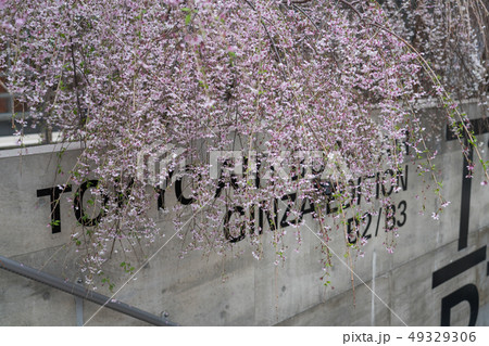 銀座ソニーパークの桜 49329306