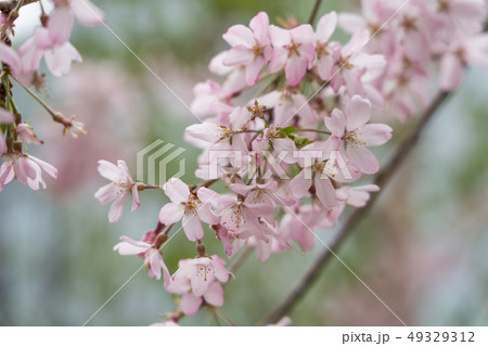 銀座ソニーパークの桜 49329312