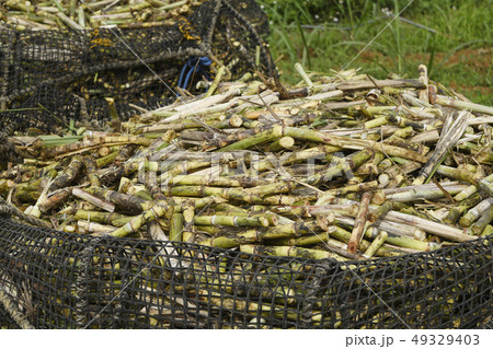 サトウキビ　砂糖黍　Saccharum officinarum　農業　収穫　宮古島　沖縄 49329403