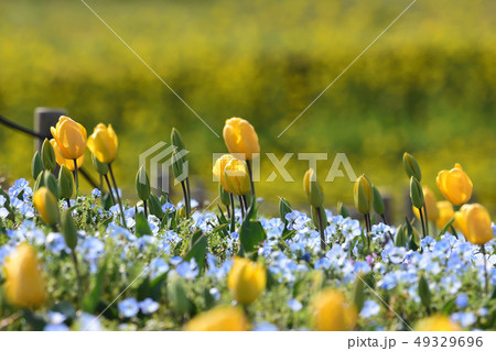 チューリップ 49329696