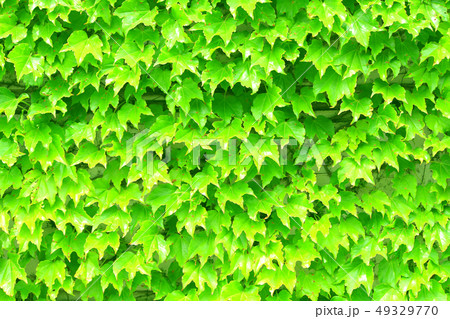 ivy wall ivy wall 49329770