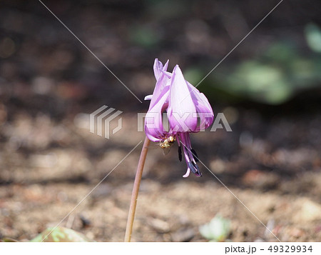 カタクリの花（埼玉県深谷市） 49329934