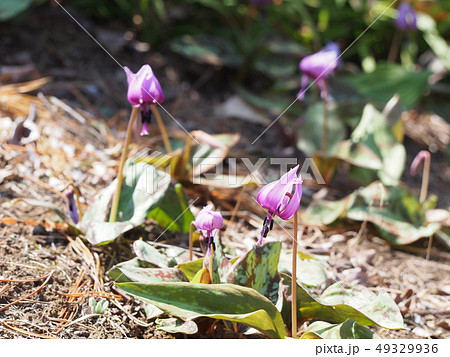 カタクリの花(埼玉県深谷市) カタクリの花(埼玉県深谷市) 49329936