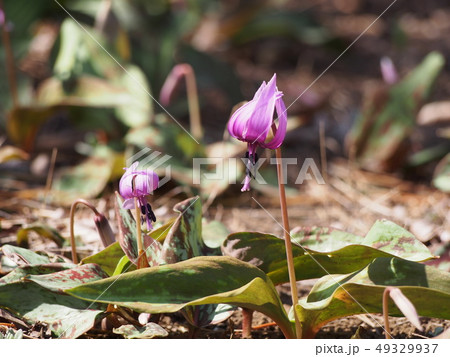 カタクリの花（埼玉県深谷市） 49329937